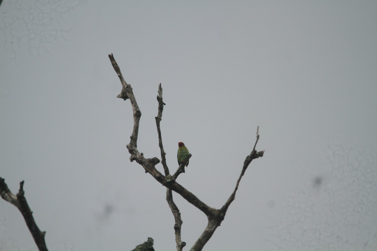 Malabarbartvogel - ML646843237