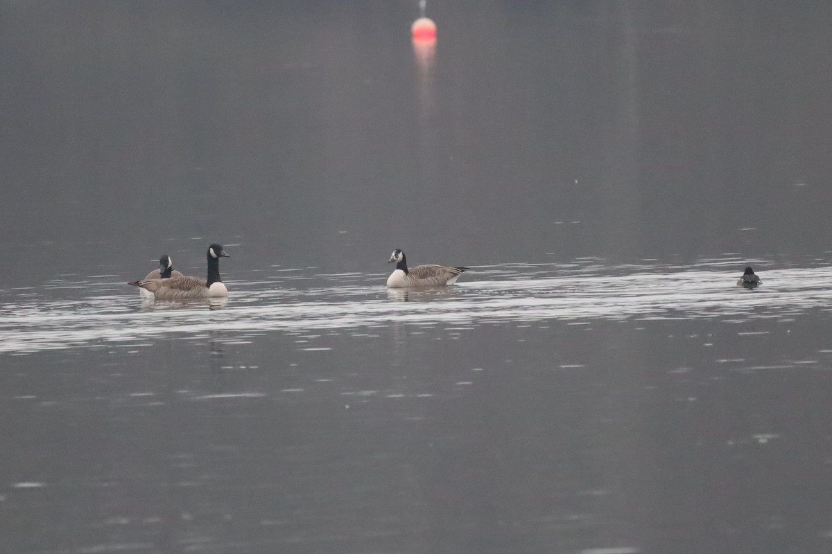 Barnacla Canadiense Grande - ML646843242