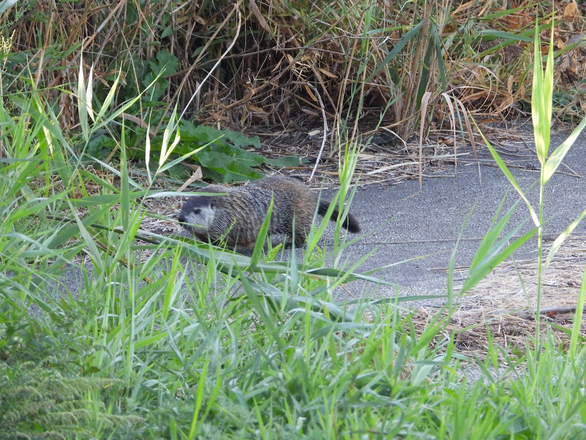 Groundhog - ML646843245