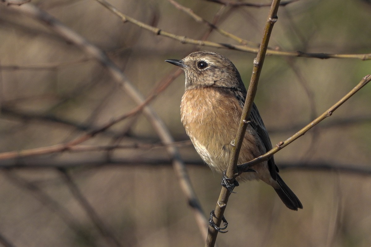 European Stonechat - ML646843246
