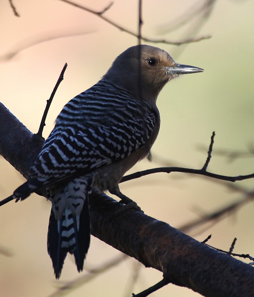 Gila Woodpecker - ML646843247