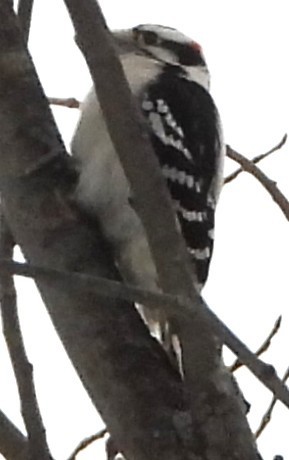 Downy Woodpecker - ML646843248