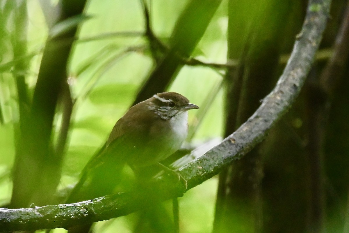 Antioquia Wren - ML646843250