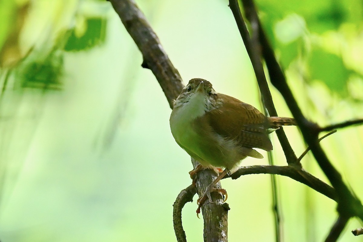Antioquia Wren - ML646843251