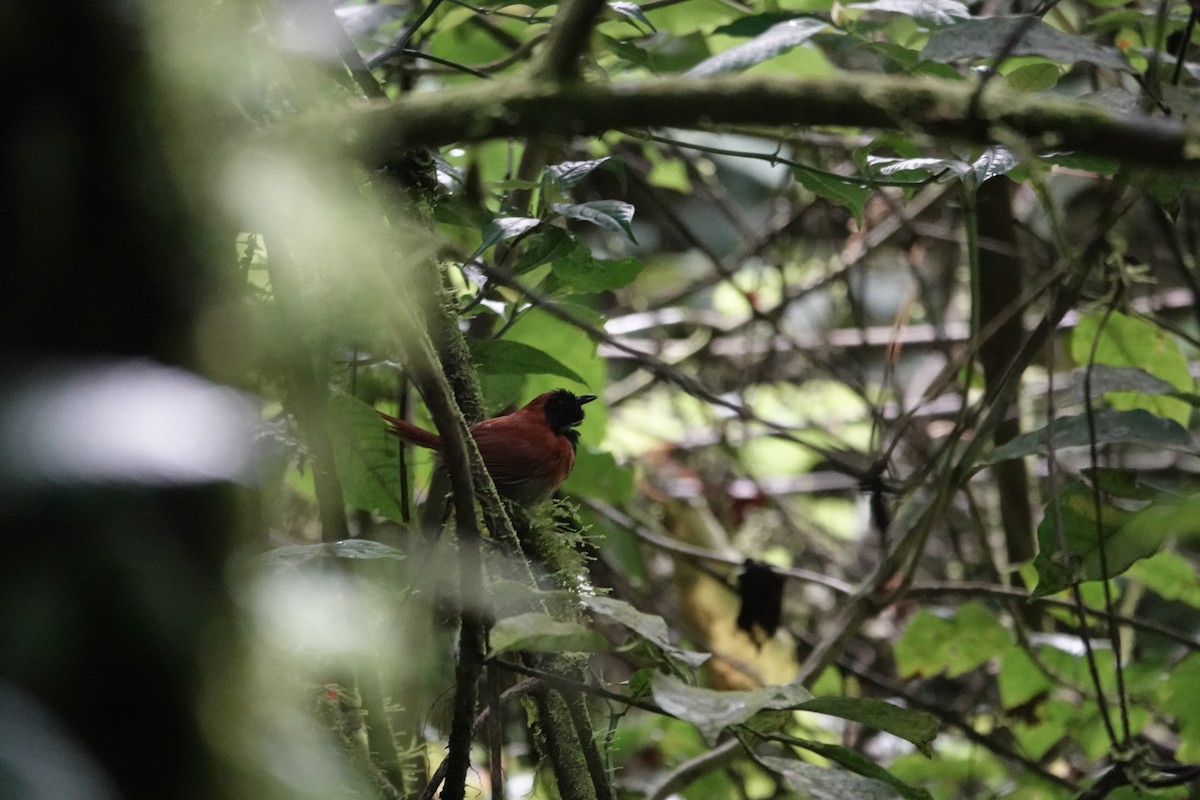 Black-faced Rufous-Warbler - ML646843252