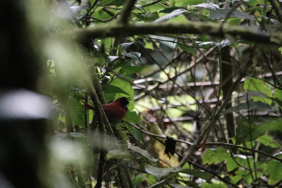 Black-faced Rufous-Warbler - ML646843253