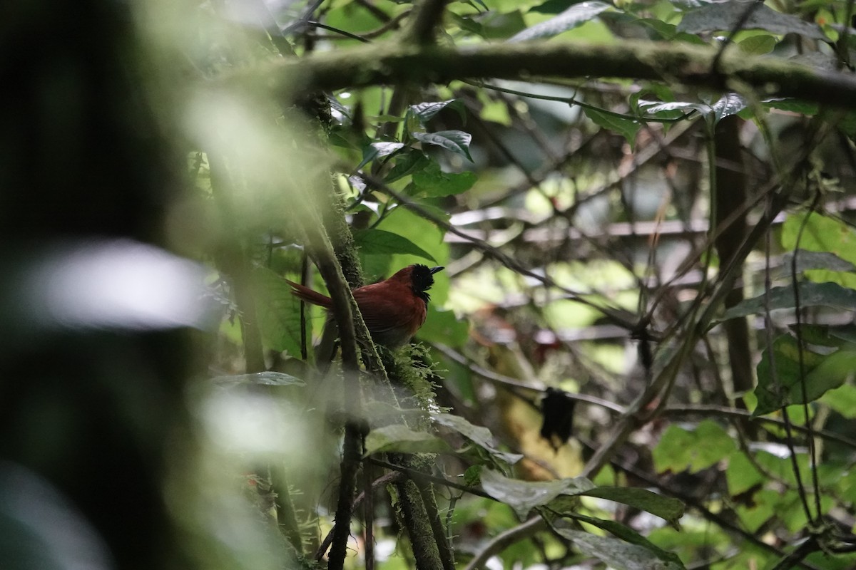 Black-faced Rufous-Warbler - ML646843254