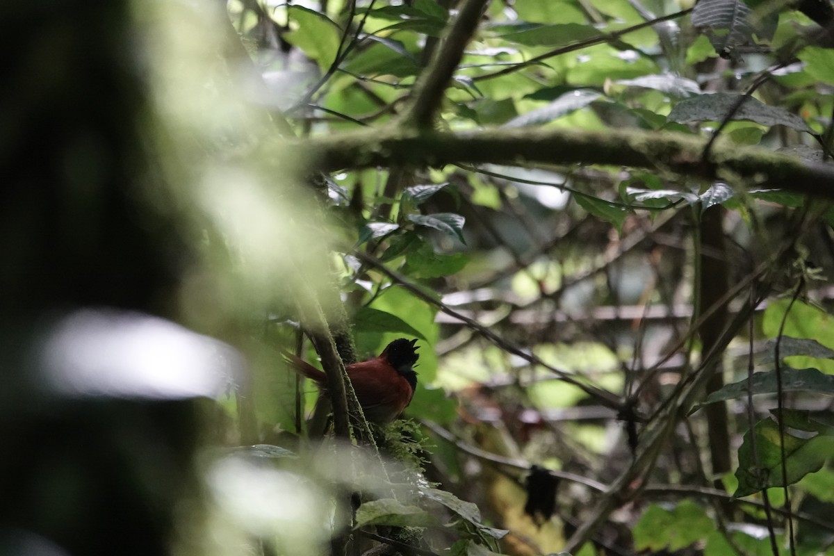 Black-faced Rufous-Warbler - ML646843255