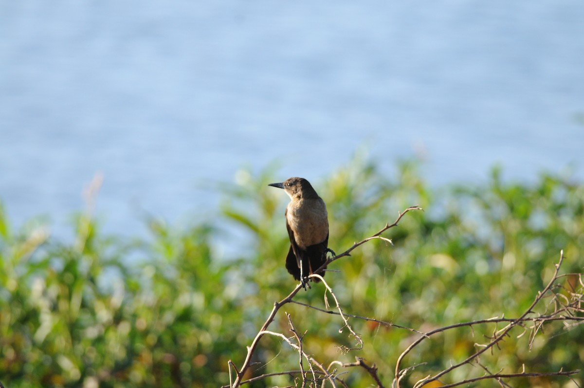 Boat-tailed Grackle - ML646843258