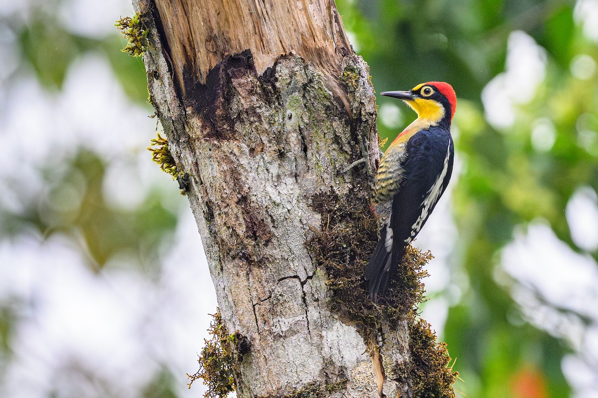 datel zlatohrdlý - ML646843259