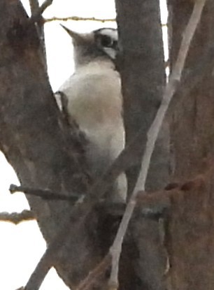 Downy Woodpecker - ML646843260