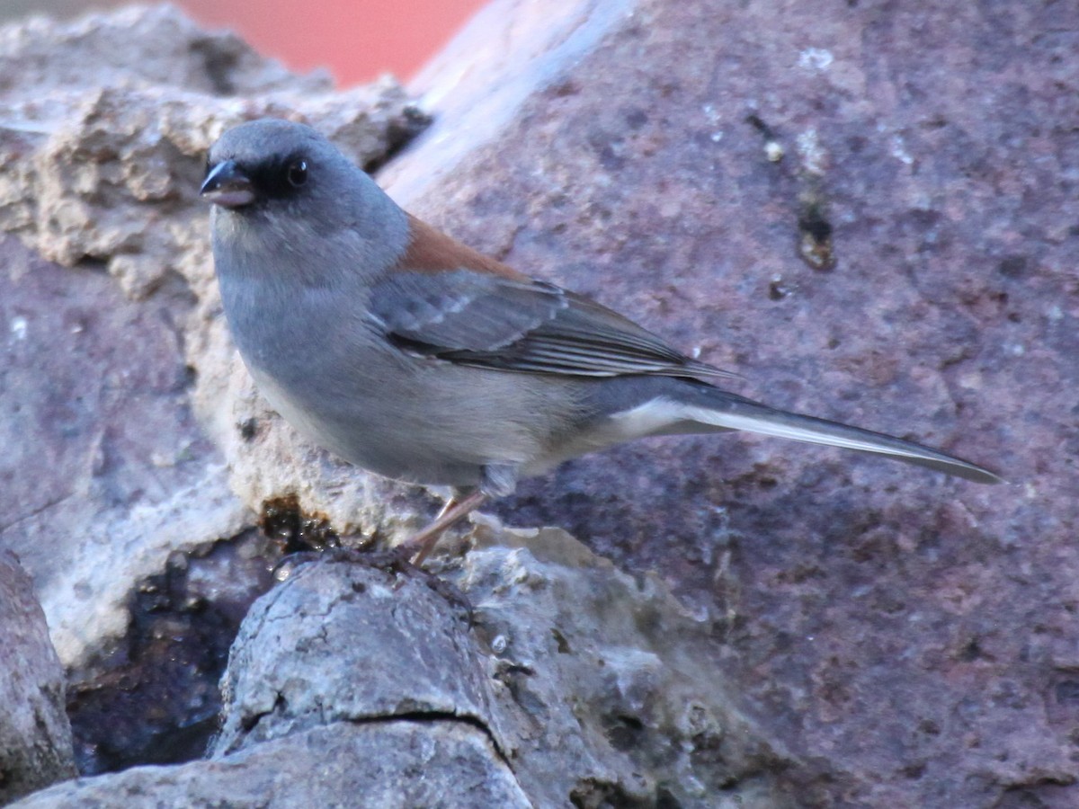 Dark-eyed Junco (Red-backed) - ML646843261