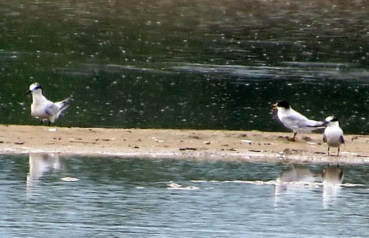 Gull-billed Tern - ML646843277
