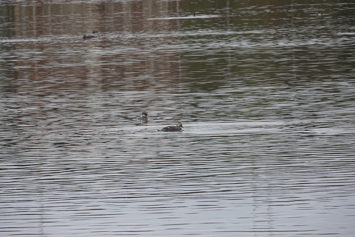 Flying Steamer-Duck - ML646843281