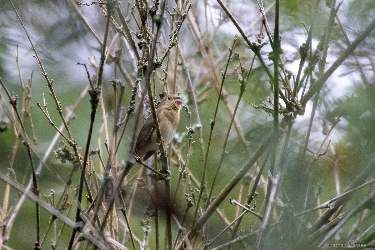 Slate-colored Seedeater - ML646843284
