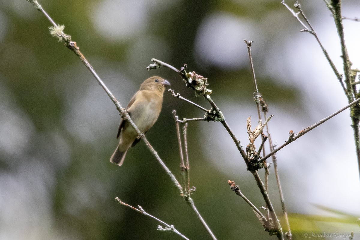 Slate-colored Seedeater - ML646843286