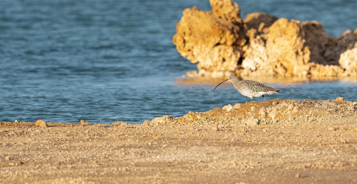 Eurasian Curlew - ML646843287