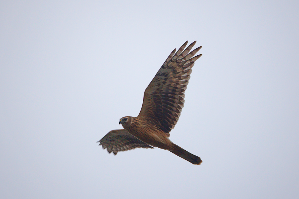 Hen Harrier - ML646843289