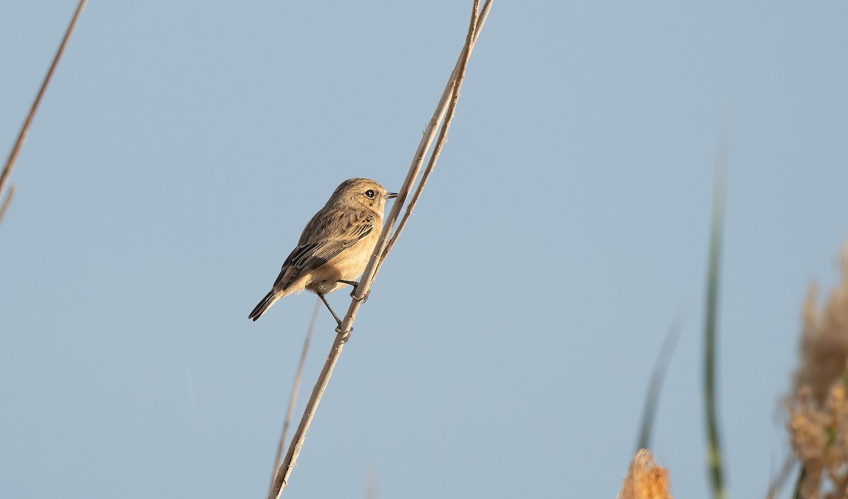 Siberian Stonechat - ML646843293