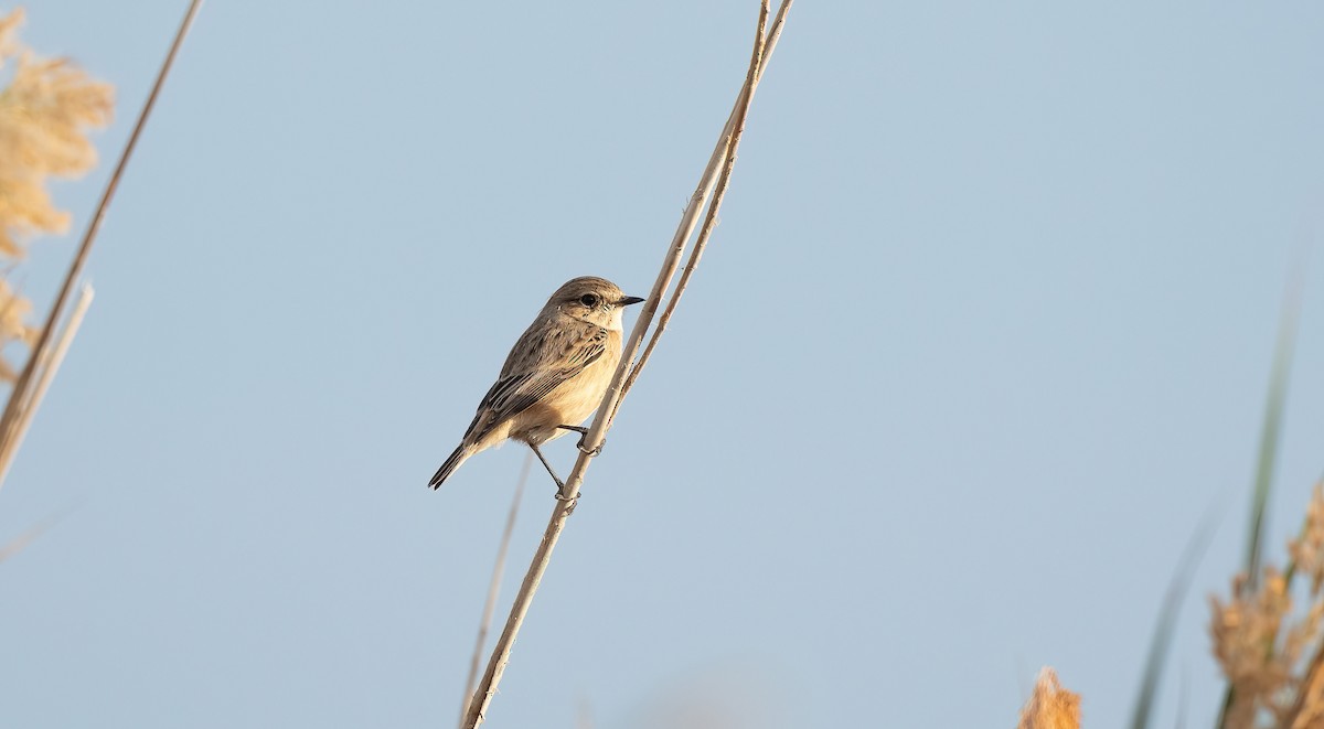 Siberian Stonechat - ML646843294