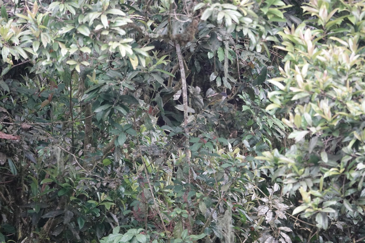 Many-colored Bushshrike - ML646843295