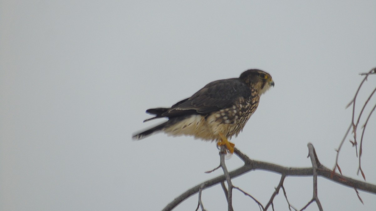 American Kestrel - ML646843298