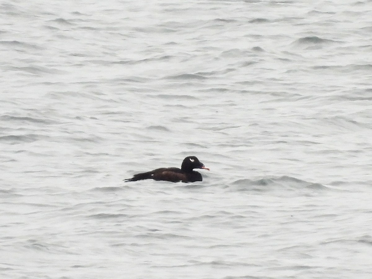 White-winged Scoter - ML646843299