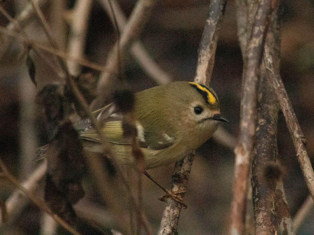 戴菊鳥 - ML646843300