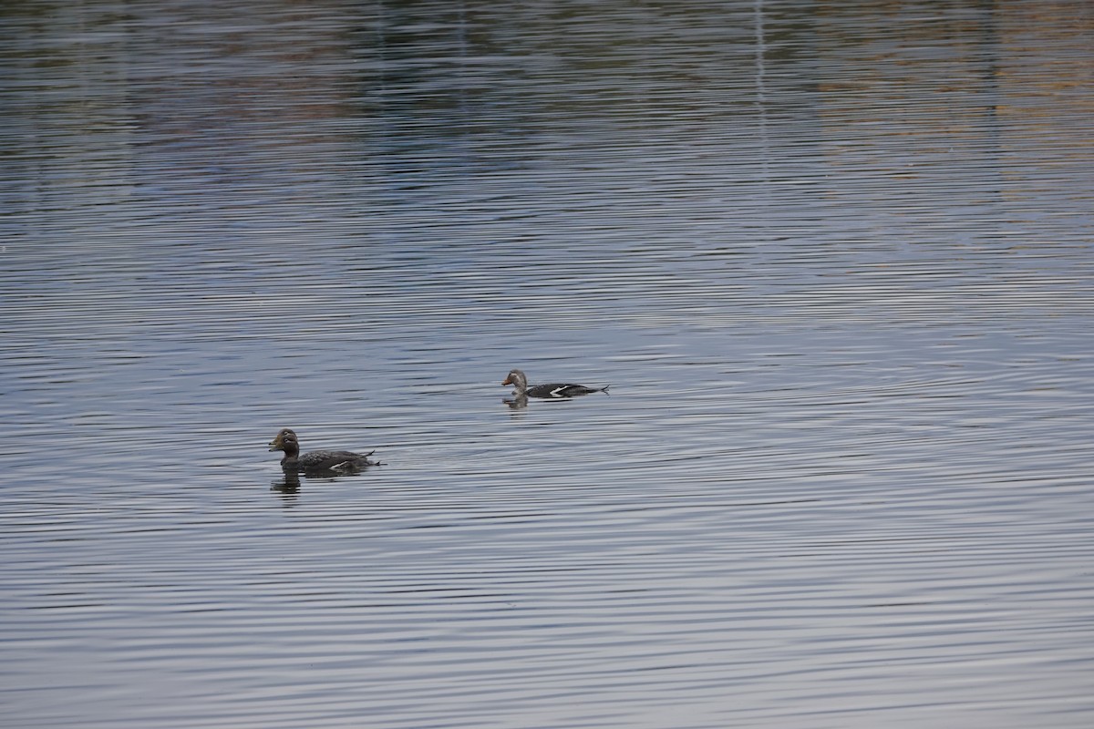 Flying Steamer-Duck - ML646843303