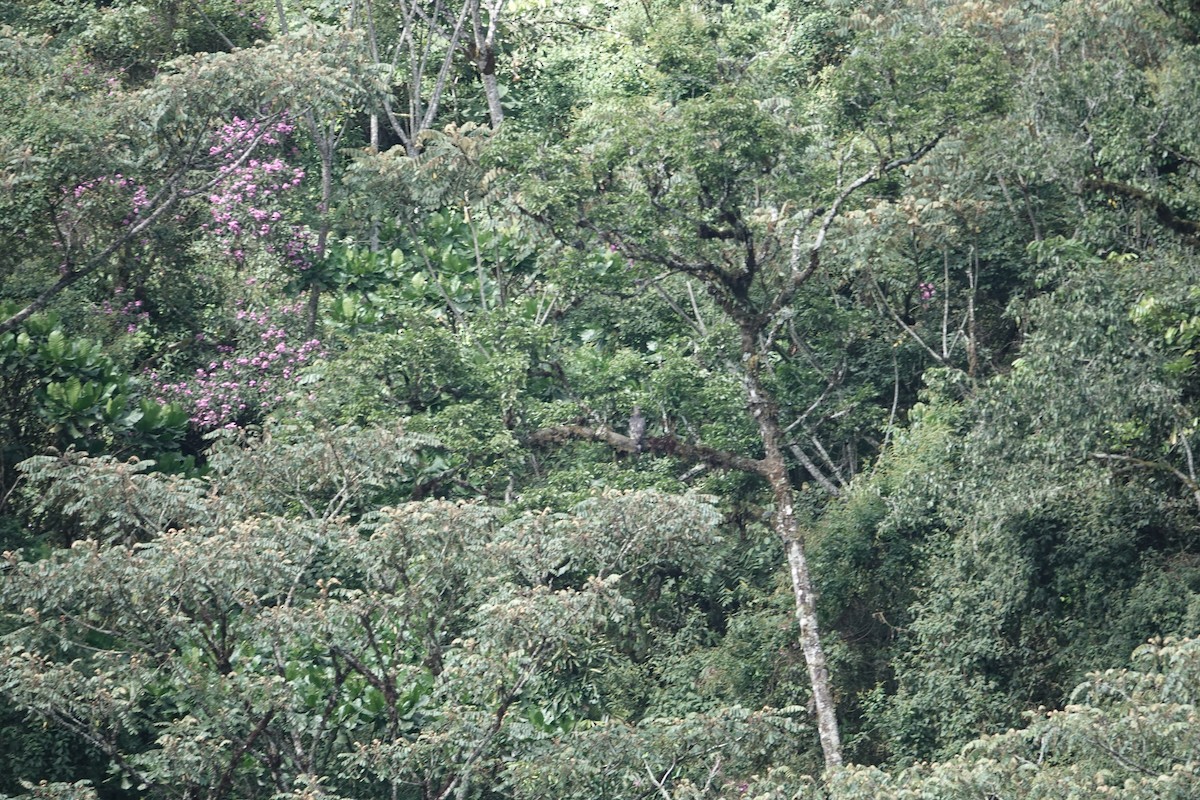 Crowned Eagle - ML646843306