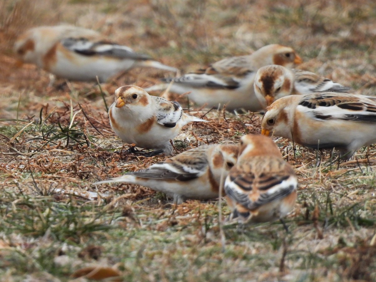 Snow Bunting - ML646843307