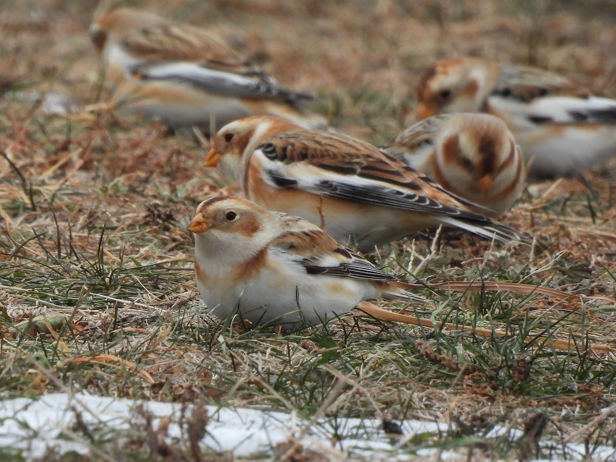 Snow Bunting - ML646843308