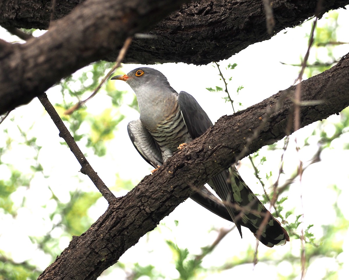 African Cuckoo - ML646843311