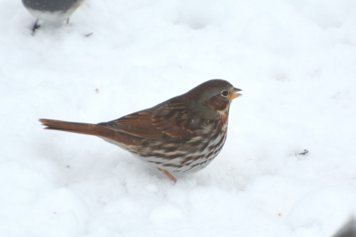 Fox Sparrow - ML646843312