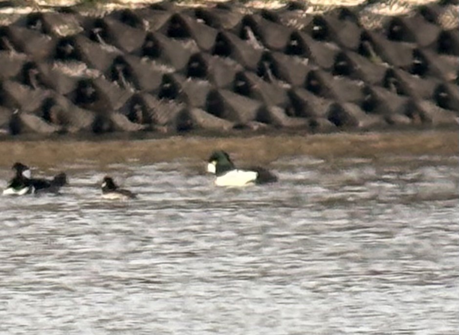 Common Goldeneye - ML646843313