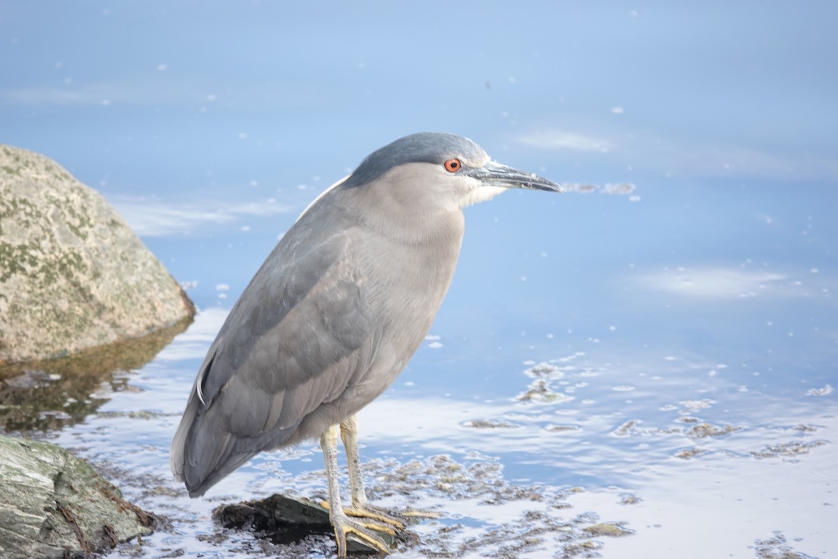 Black-crowned Night Heron - ML646843315