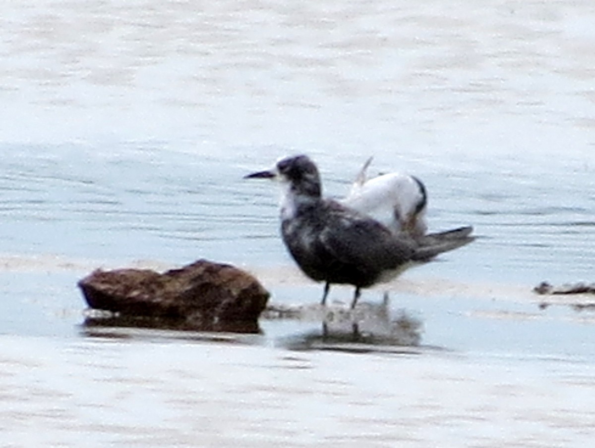 Black Tern - ML646843316