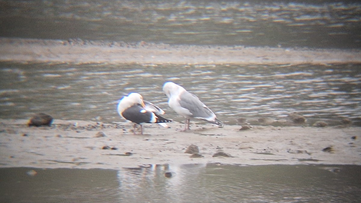 Glaucous-winged Gull - ML646843317