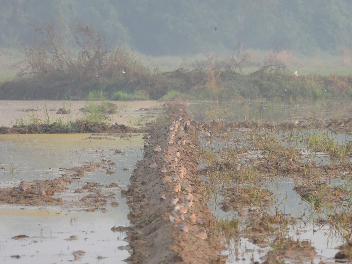 Small Pratincole - ML646843318