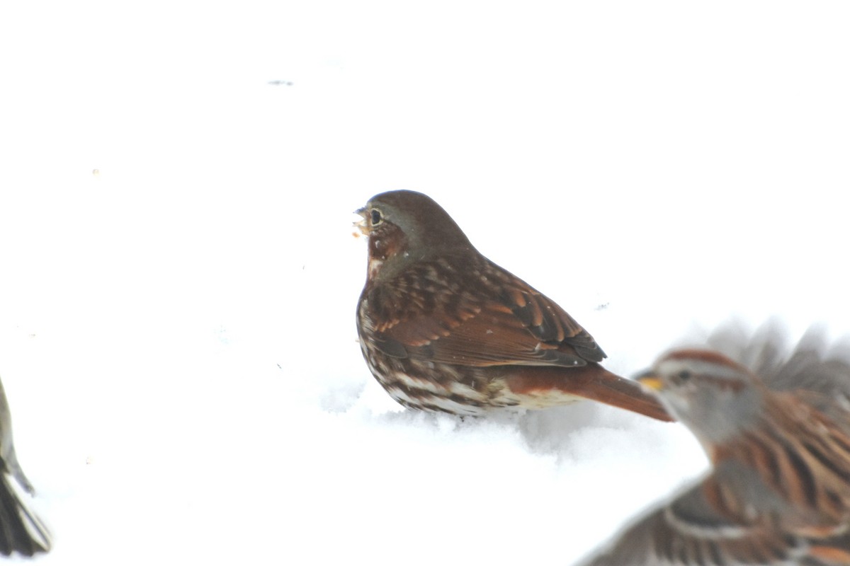 Fox Sparrow - ML646843319