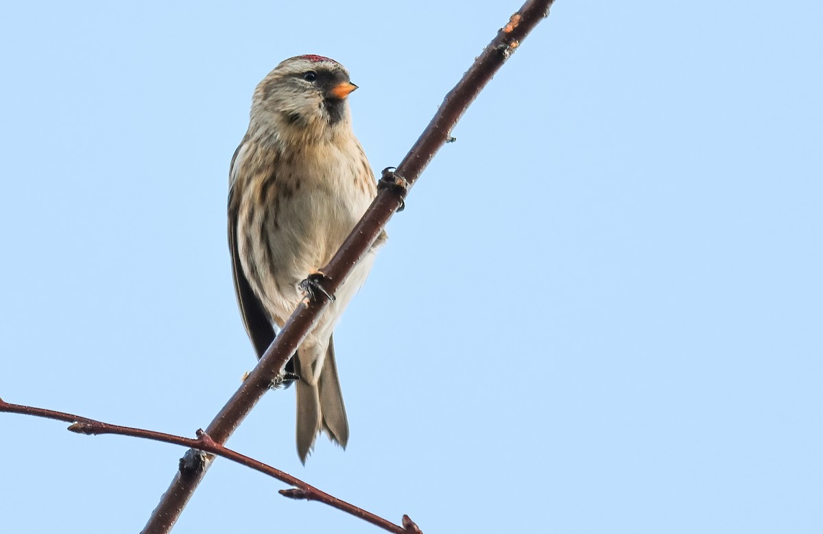 Redpoll (Lesser) - ML646843320