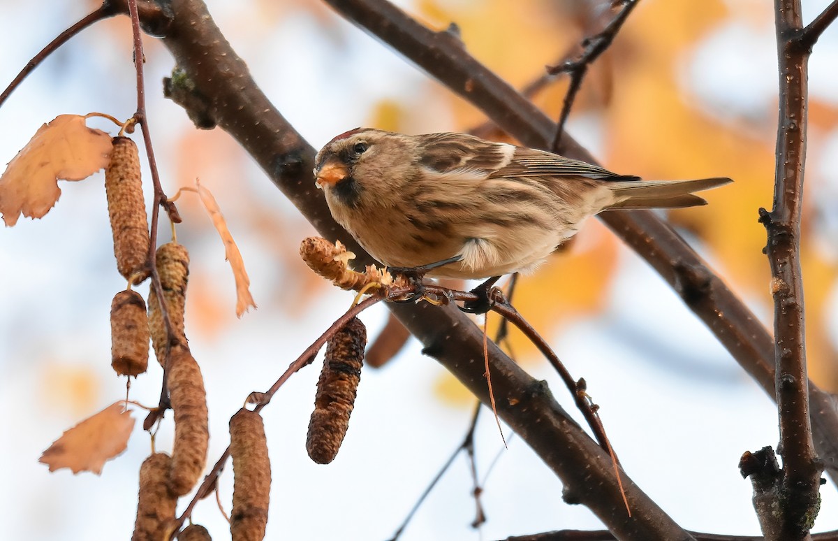 Redpoll (Lesser) - ML646843321