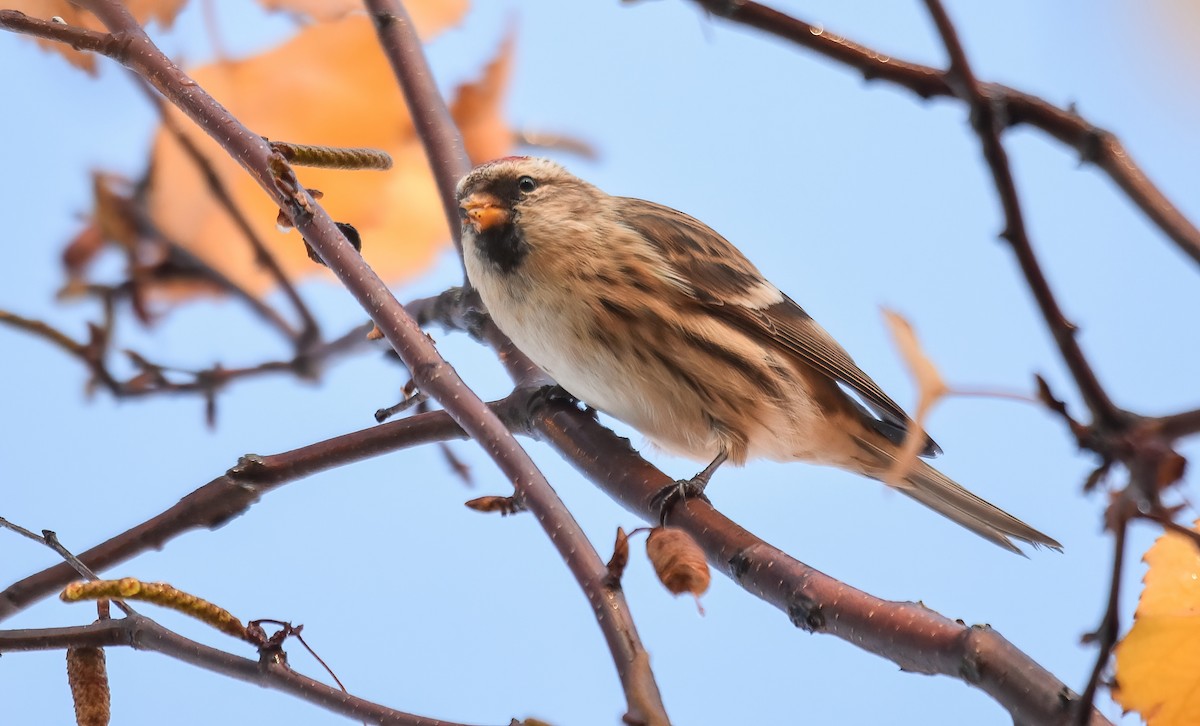 Redpoll (Lesser) - ML646843322