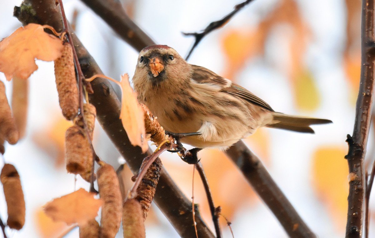 Redpoll (Lesser) - ML646843323