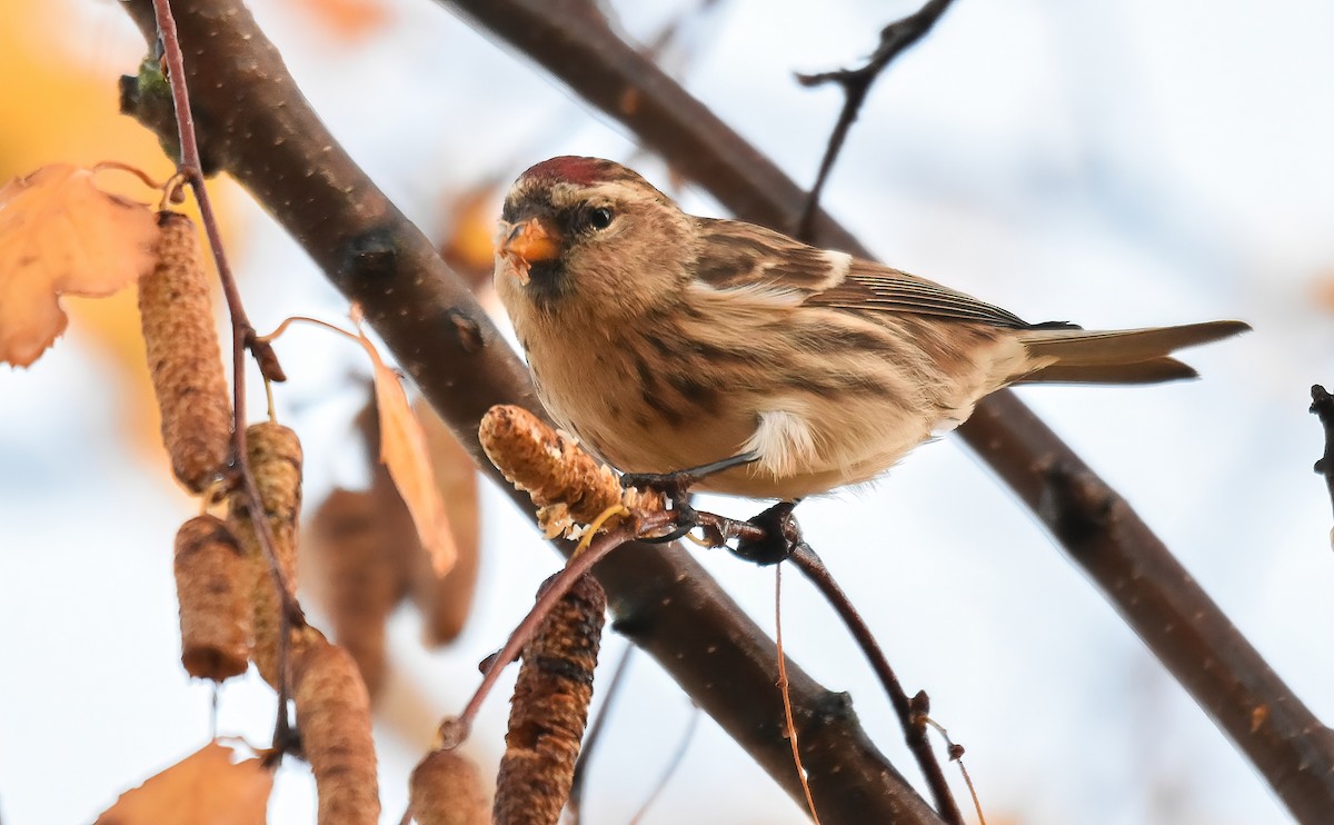 Redpoll (Lesser) - ML646843324