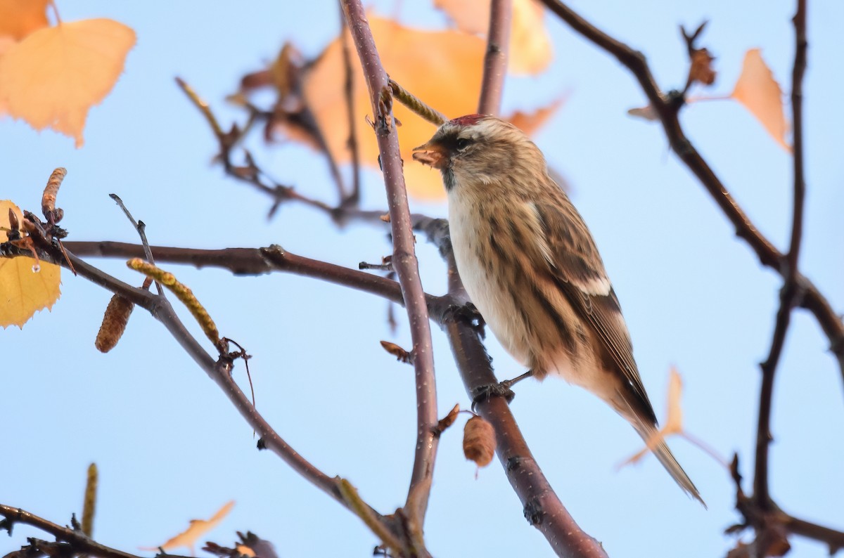 Redpoll (Lesser) - ML646843325
