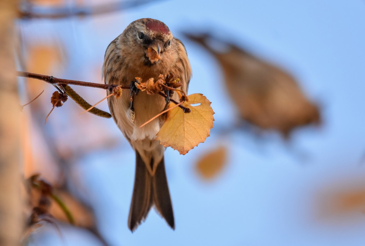 Redpoll (Lesser) - ML646843326