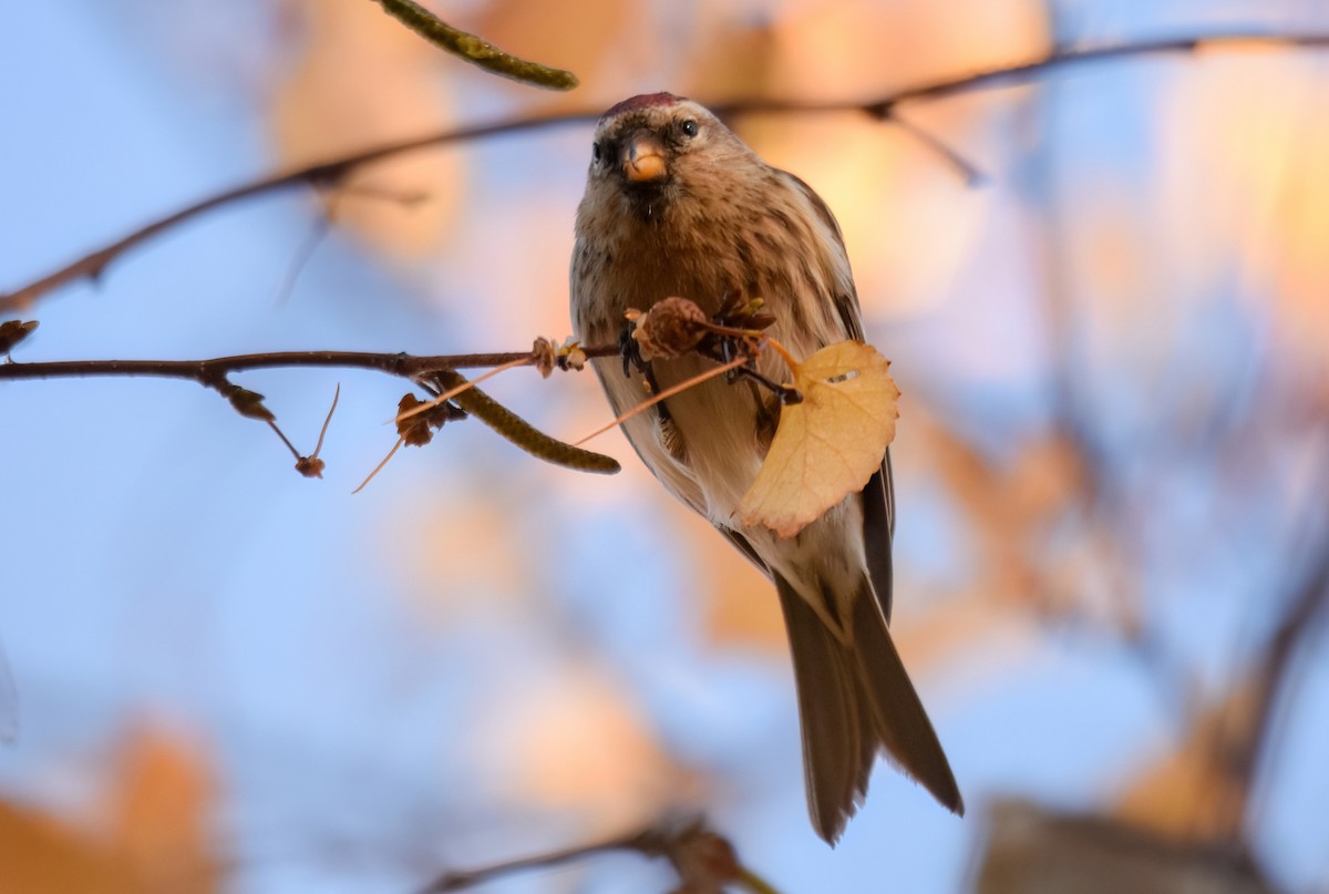 Redpoll (Lesser) - ML646843327