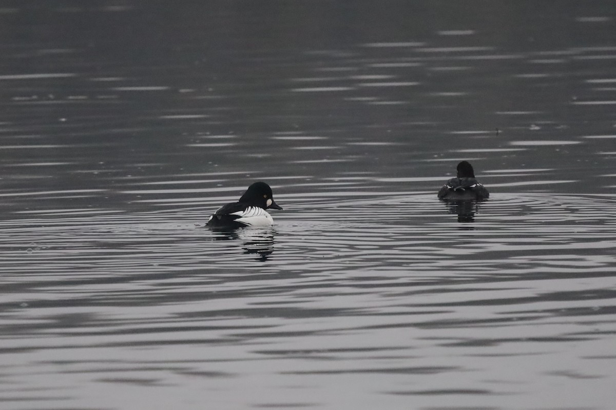 Porrón Osculado - ML646843328