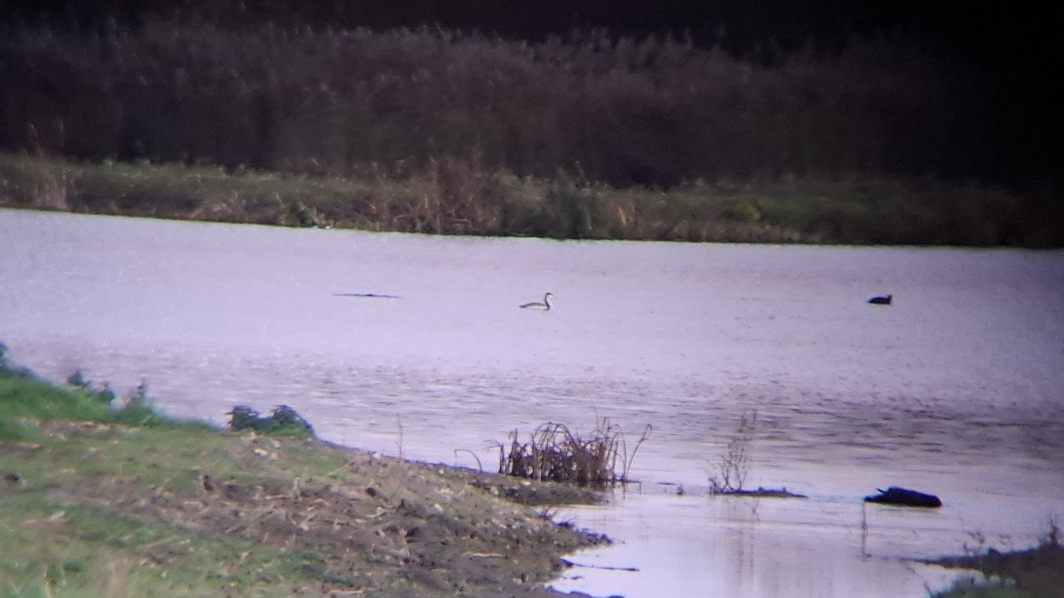 Great Crested Grebe - ML646843329